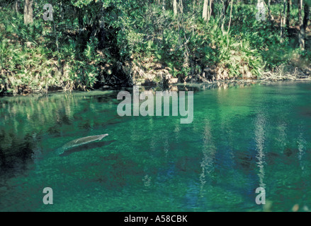 Florida Manatee Blue Spring State Park Stockfoto