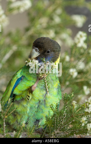 Port Lincoln Papagei (Barnardius Zonarius) Erwachsenen, Fütterung auf Blumen, Bunbury, Western Australia, Februar Stockfoto