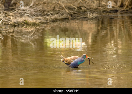 Purpurhuhn (Porphyrio Porhyrio) sammeln von Nahrung in Hirt See Perth Western Australia Februar Sommer Stockfoto