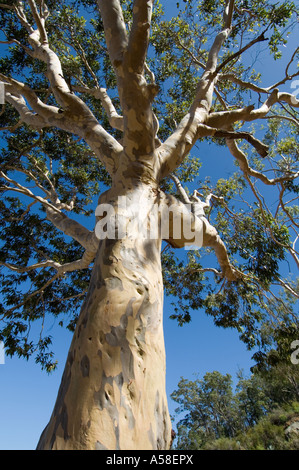 Spotted Gum (Eucalyptus Maculata) nachschlagen Stamm in Baumkronen, Western Australia Stockfoto