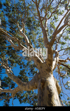 Spotted Gum (Eucalyptus Maculata) nachschlagen Stamm in Baumkronen, Western Australia Stockfoto