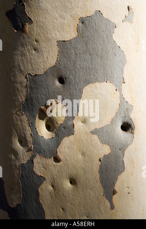 Spotted Gum (Eucalyptus Maculata) Rinde Muster, Western Australia Stockfoto