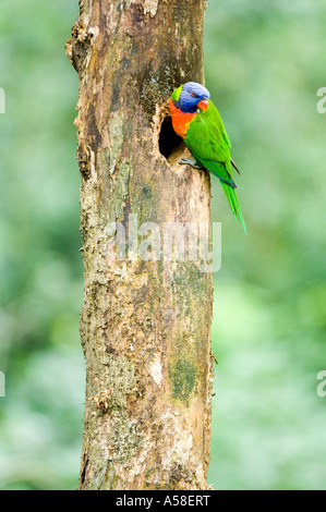 Regenbogen Lorikeet (Trichoglossus Haematodus) in begehbaren Voliere Lory Loft Jurong BirdPark Singapur Stockfoto