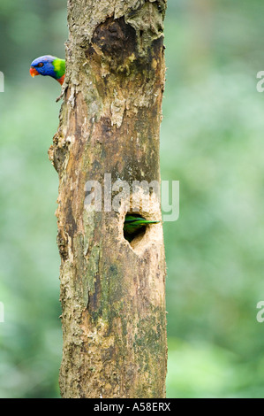 Regenbogen Lorikeet (Trichoglossus Haematodus) Eingabe nisten hohlen begehbaren Voliere "Lory Loft" Jurong BirdPark Singapur Stockfoto