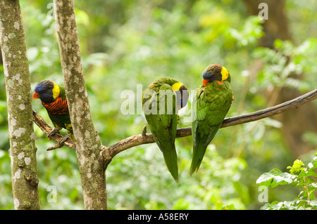 Regenbogen Lorikeet (Trichoglossus Haematodus) in begehbaren Voliere Lory Loft Jurong BirdPark Singapur Stockfoto