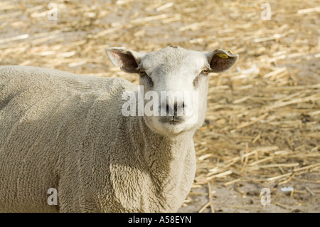 Texel Widder Horn, Nahaufnahme des Kopfes, während der Dürre Bedingungen, felsige Schlucht, Western Australia, Februar 2007 Stockfoto