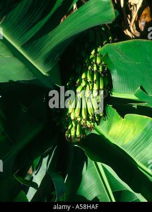 dh kleine Madeira-Bananen BANANEN EUROPA wachsende Bananenpflanzeninsel lässt Früchte, die auf dem Baum angebaut werden, unreif grün unterreif Stockfoto