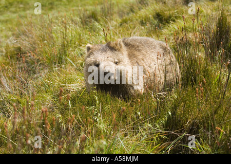 Gemeinsamen Wombat (Vombatus Ursinus) Erwachsenen, Cradle Mountains NP Tasmanien, Australien Stockfoto