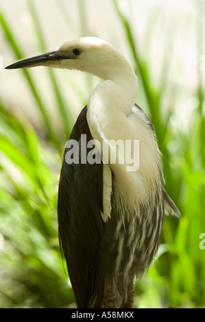 Weiß-necked Reiher (Ardea Pacifica) Erwachsenen, stehend auf Zweig, Australien Stockfoto