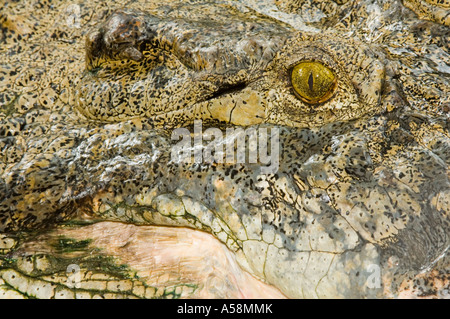 Salzwasser Krokodil (Crocodylus Porosus) Nahaufnahme von Haut und Auge Australien Stockfoto