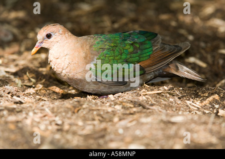 Emerald Dove (Chalcophaps Indica) Erwachsenen, Nahrungssuche auf Boden, Australien Stockfoto