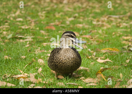 Pazifische schwarze Ente (Anas Superciliosa) Erwachsenen, calling, stehend auf dem Rasen mit gefallenen Eukalyptusblätter Yanchep NP Western Au Stockfoto