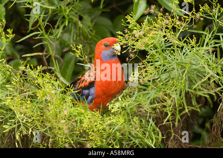 Pennantsittich (Platycercus Elegans) ernähren sich von Pflanzen, Lamington National Park-Queensland-Australien Stockfoto