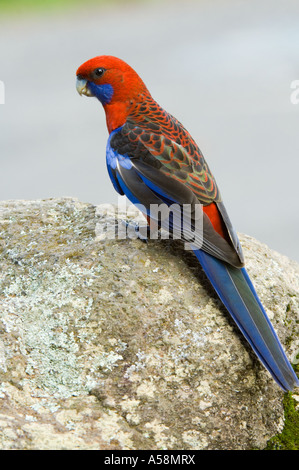 Pennantsittich (Platycercus Elegans) wilde thront auf einem Felsen, Lamington National Park Queensland Australien Februar Stockfoto