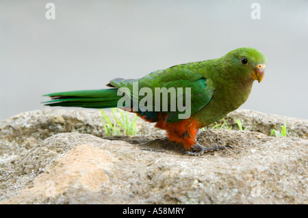 Weibliche König Papagei (Alisterus Scapulais) Lamington Nationalpark, Queensland, Australien Stockfoto