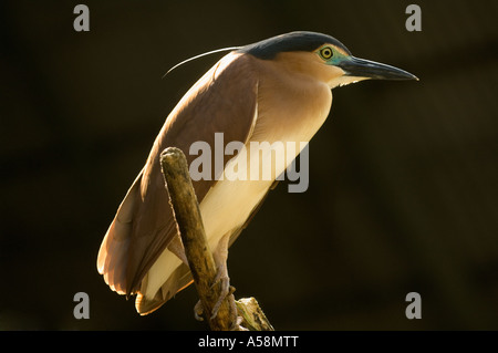 Rufous-Nachtreiher (Nycticorax Caledonicus) Erwachsenen hinterleuchtete, thront auf Zweig, Queensland, Australien, Januar Stockfoto