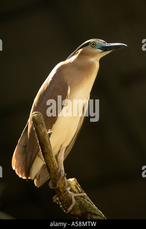 Rufous-Nachtreiher (Nycticorax Caledonicus) Erwachsenen hinterleuchtete, thront auf Zweig, Queensland, Australien, Januar Stockfoto