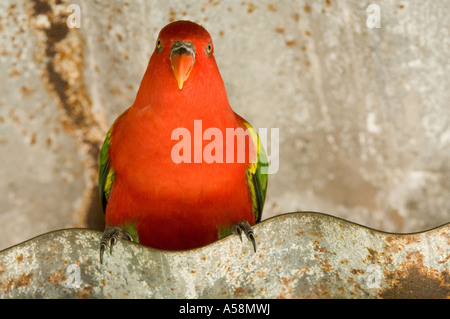 Die Prachtlori (Lorus Garrulus) Lory Loft Jurong BirdPark Singapur Stockfoto