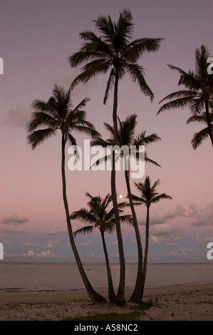 Mondaufgang über Palmen Hawaii Stockfoto