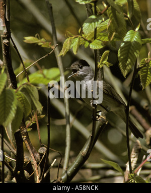 Balckcap Gesänge aus Rundschnitt Sweet Chestnut Surrey England Mai Stockfoto