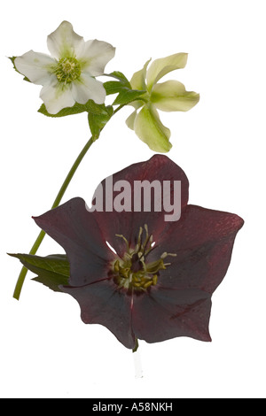 Nieswurz Helleborus Orientalis volle Pflanze Makro Flowerhead zeigt Sorten giftig Surrey England Stockfoto