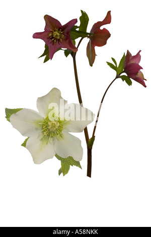 Nieswurz Helleborus Orientalis. Ausschnitt.  Volle Flowerhead zeigen Pflanzensorten giftige Surrey England Stockfoto