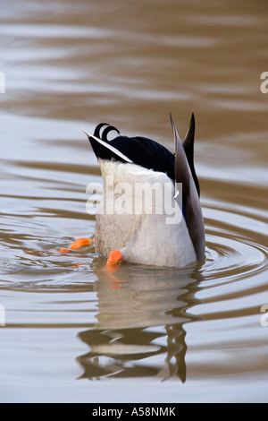 Männliche Stockente Anas Platyrhynchos Fütterung im Wasser mit Schweif mit Wellen und Reflexion im Wasser Potton bedfordshire Stockfoto