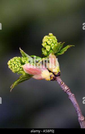 Neuer Frühling Wachstum der Bergahorn - Acer Pseudoplatanus mit schönen Fokus Hintergrund Potton bedfordshire Stockfoto