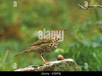 Singdrossel. Erwachsenen thront auf Stein mit Schnecke Surrey England Stockfoto