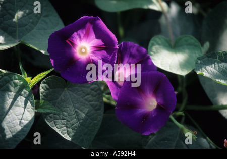 Nahaufnahme von Ipomoea Purpurea gemeinsame Prunkwinde Blumen Stockfoto