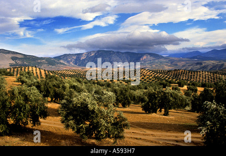 Olivenbäume in Andalusien Spanien spanische Landschaft Berge sun Stockfoto
