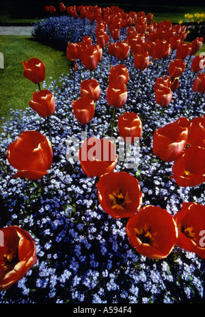 Frühlingsblumen Stockfoto