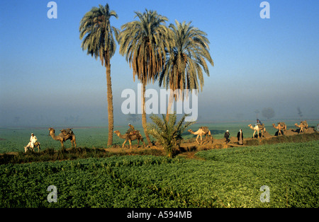 Fayoum Oase ist Ägyptens größte Oase Kamel-Karawane Kamele Dromedar Stockfoto