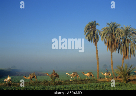 Fayoum Oase ist Ägyptens größte Oase Kamel-Karawane Kamele Dromedar Stockfoto