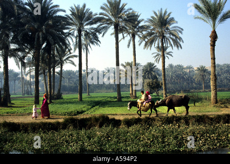 Fayoum Oase ist die größte Oase Ägyptens Stockfoto