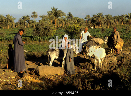 Fayoum Oase ist Ägyptens größte Oase Esel Stockfoto