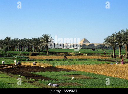 Ägyptische Bauern neigen dazu, im fruchtbaren Niltal üppige grüne Pflanzen zu bepflanzen, wobei sich die antike Stufenpyramide von Djoser in Sakkara am Wüstenhorizont erhebt Stockfoto