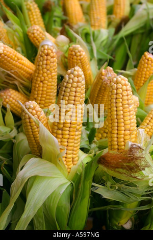 Frischer Mais zum Verkauf bereit Stockfoto