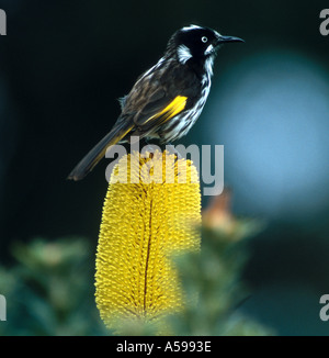 Neues Holland Honigfresser auf einem Banksia in Südaustralien Stockfoto