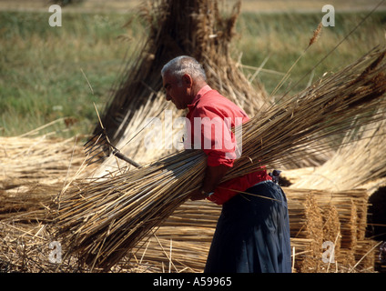 Ernte auf einem Weizenfeld in Ungarn Stockfoto