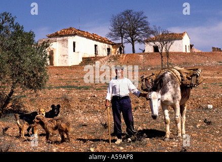Alte Esel Hund Consuegra Mancha Castilla Spanien Wein alte Bauer Stockfoto