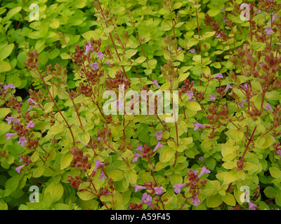 Origanum rosa Nebel wilden Majoran Stockfoto