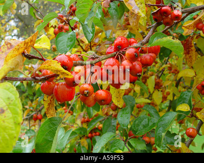 Malus Evereste Obst cluster Stockfoto