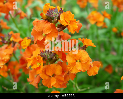 Wegrauke Apricot Twist Stockfoto