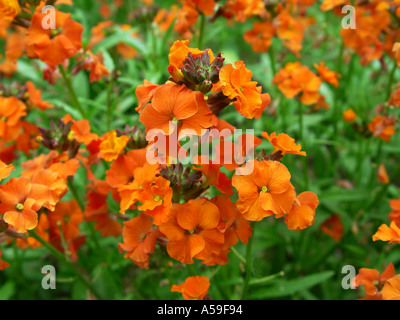 Wegrauke Apricot Twist Stockfoto