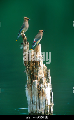 Cedar Waxwings (Bombycilla cedrorum) auf einem Verrottenden post Stockfoto