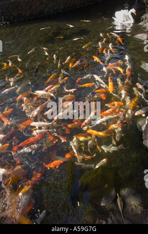 Koi-Karpfen im Teich, Kauai, Hawaii, USA Stockfoto