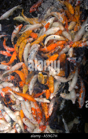 Koi-Karpfen im Teich, Kauai, Hawaii, USA Stockfoto