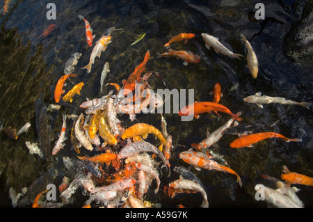 Koi-Karpfen im Teich, Kauai, Hawaii, USA Stockfoto