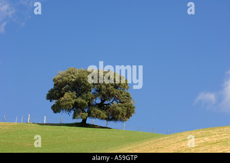 Eiche Baum im Feld, Andalusien, Spanien Stockfoto